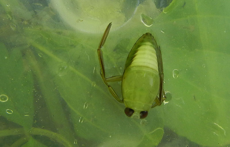 Dytiscidae...No, Notonectidae da determinare