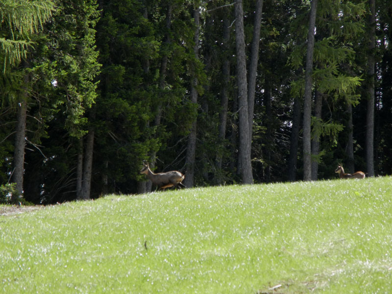 Rupicapra rupicapra.....dal Trentino Alto Adige