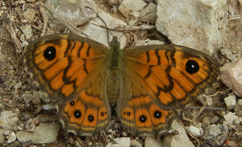 Lasiommata megera (f.) Nymphalidae Satyrinae......(TN)