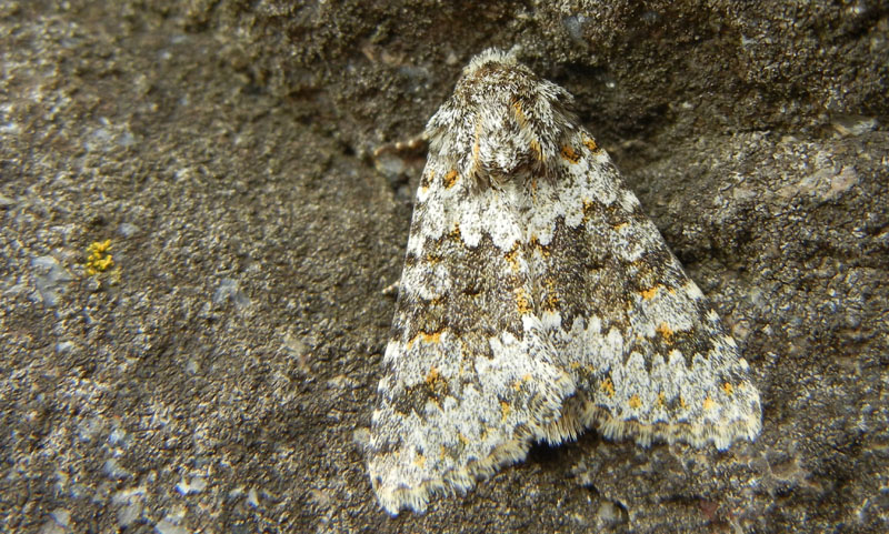 Hecatera dysodea - Noctuidae...........dal Trentino