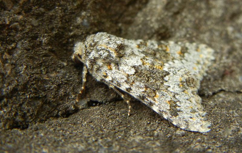 Hecatera dysodea - Noctuidae...........dal Trentino
