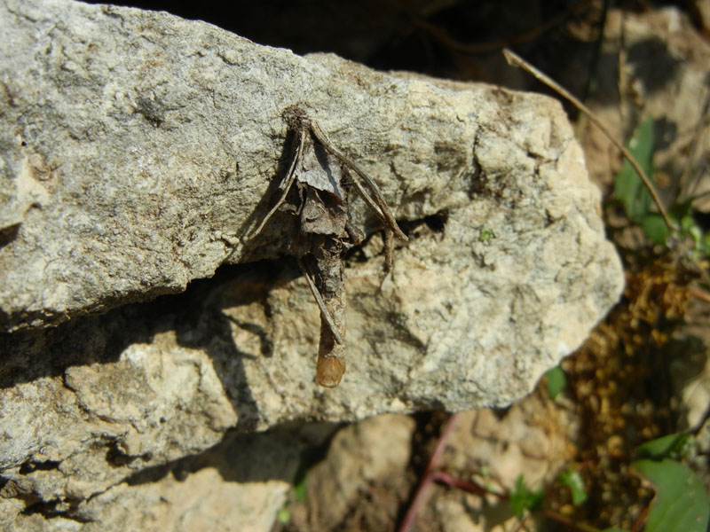 astuccio larvale di Psychidae.....Canephora ?