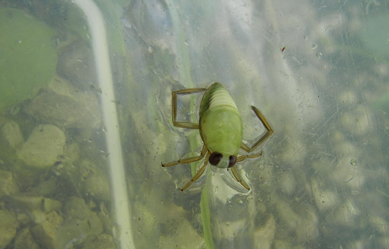 Dytiscidae...No, Notonectidae da determinare