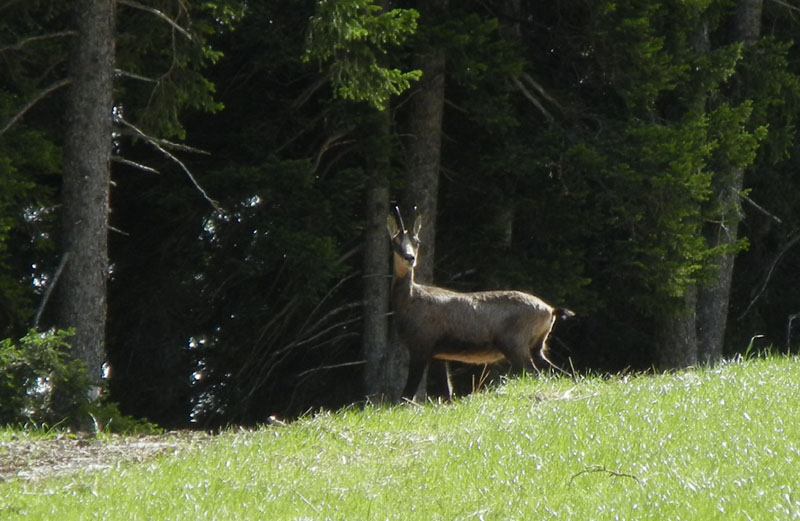 Rupicapra rupicapra.....dal Trentino Alto Adige