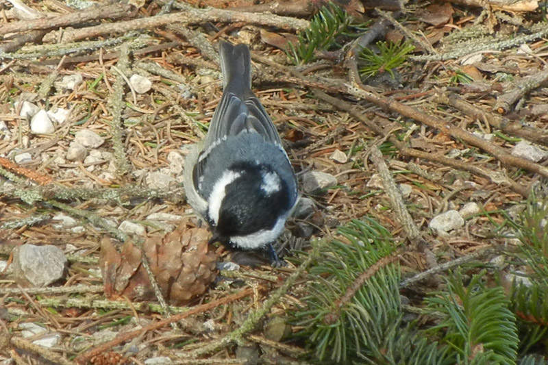 Cincia mora (Periparus ater)
