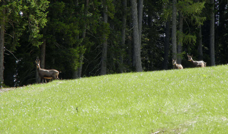 Rupicapra rupicapra.....dal Trentino Alto Adige