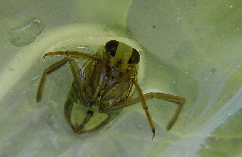 Dytiscidae...No, Notonectidae da determinare