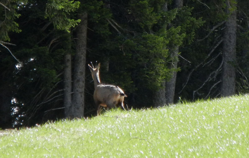 Rupicapra rupicapra.....dal Trentino Alto Adige