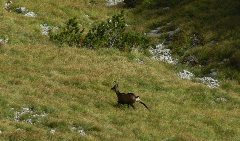 Rupicapra rupicapra.....dal Trentino Alto Adige