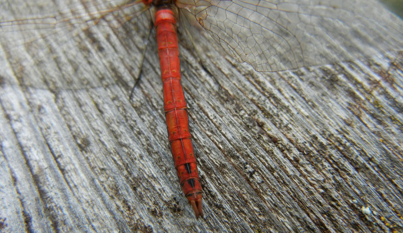 da determinare..... Sympetrum vulgatum
