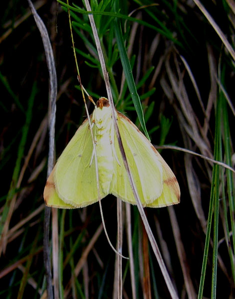 Opisthograptis luteolata - Geometridae........dal Trentino