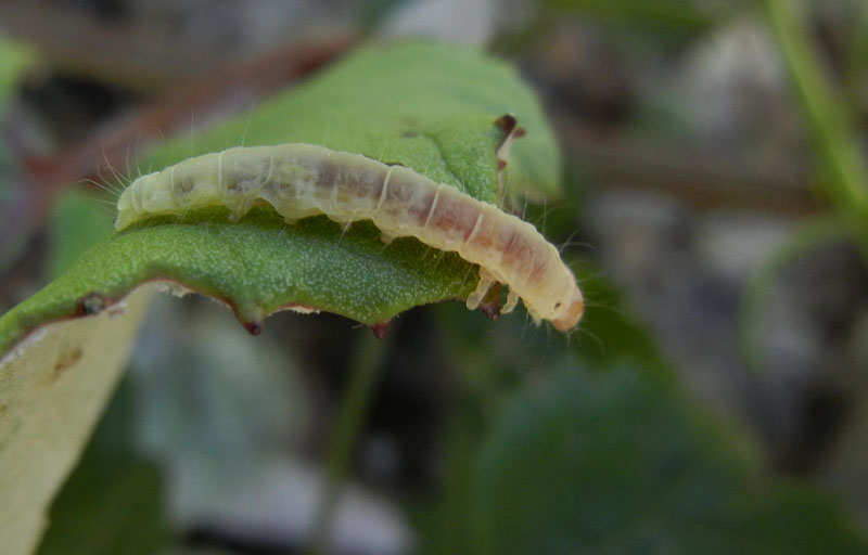 bruco: Diurnea fagella - Chimabachidae....dal Trentino