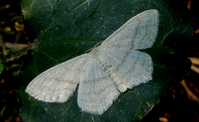 Scopula nigropunctata - Geometridae....dal Trentino