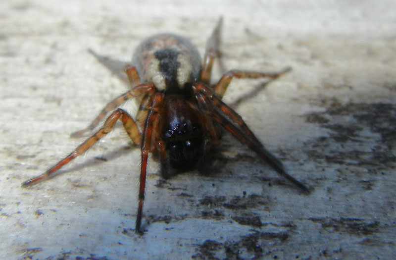 Amaurobius cf. fenestralis