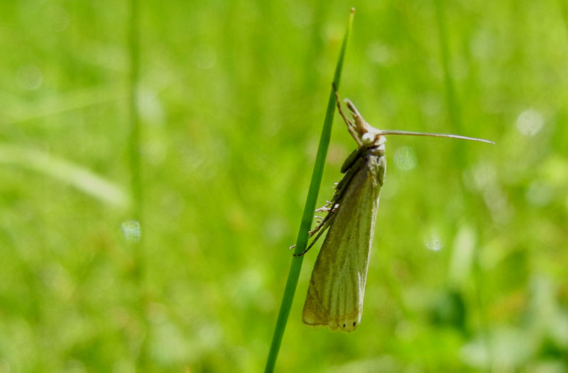 Crambus lathoniellus - Crambidae.......dal Trentino