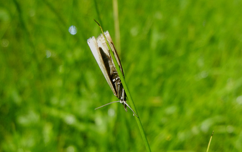 Crambus lathoniellus - Crambidae.......dal Trentino