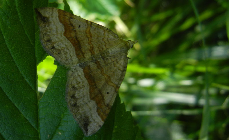 Scotopteryx chenopodiata - Geometridae......dal Trentino