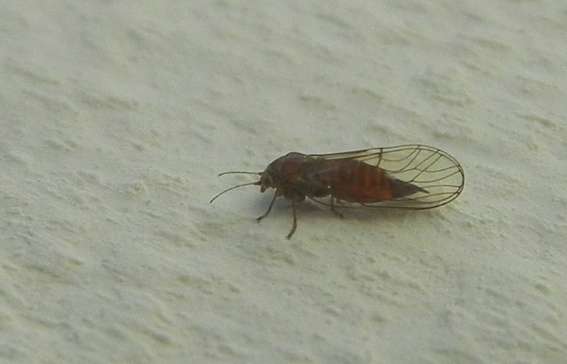Psyllidae - Aldeno (TN)