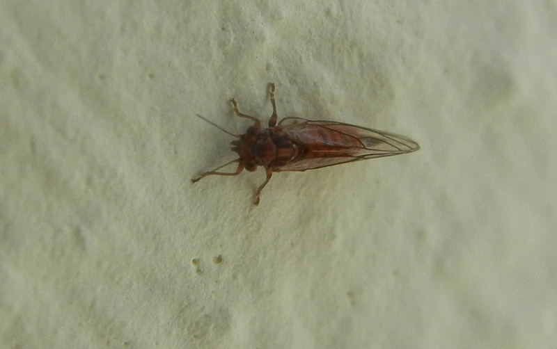 Psyllidae - Aldeno (TN)