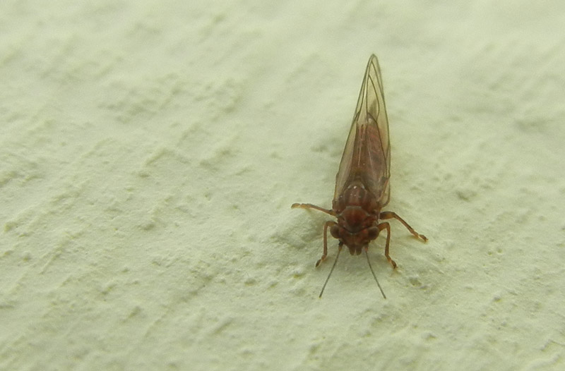 Psyllidae - Aldeno (TN)