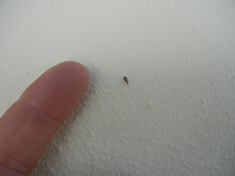 Psyllidae - Aldeno (TN)