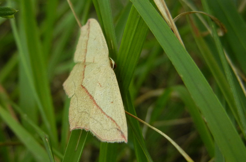 Timandra comae - Geometridae.........dal Trentino