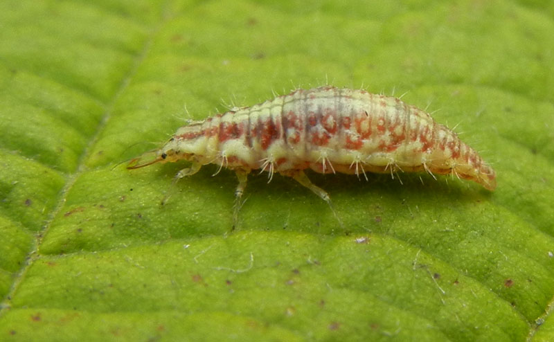 non so dove postarlo........(larva di Chrysoperla sp.).