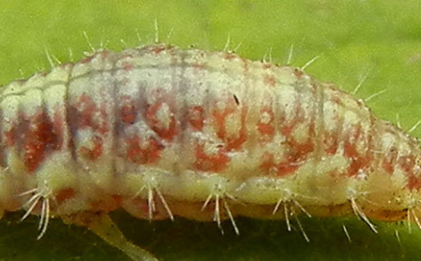 non so dove postarlo........(larva di Chrysoperla sp.).