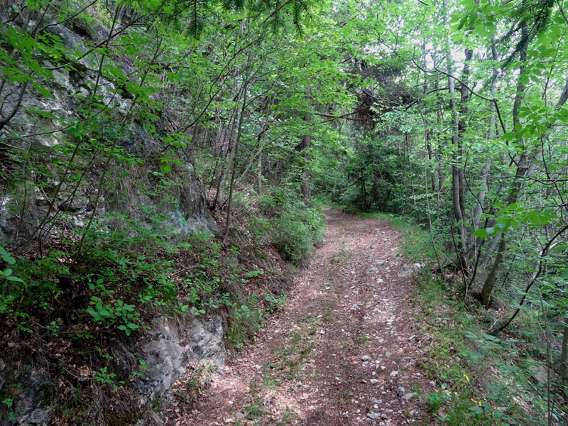 solo perch�....l''ho vista appoggiarsi ! - Hypena crassalis