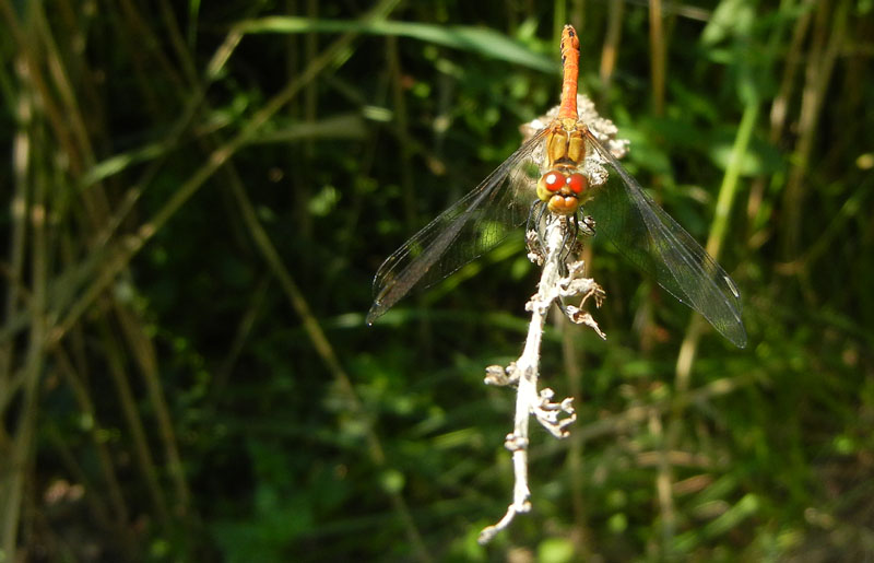 Sympetrum sanguineum....dal Trentino
