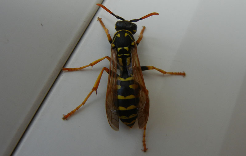 Polistes dominulus ( femmina)
