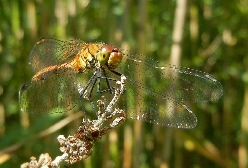 Sympetrum sanguineum....dal Trentino