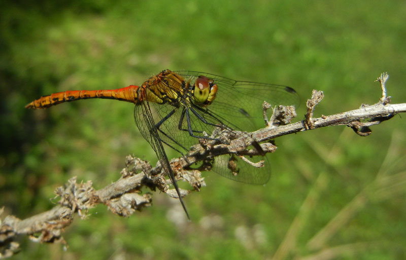 Sympetrum sanguineum....dal Trentino