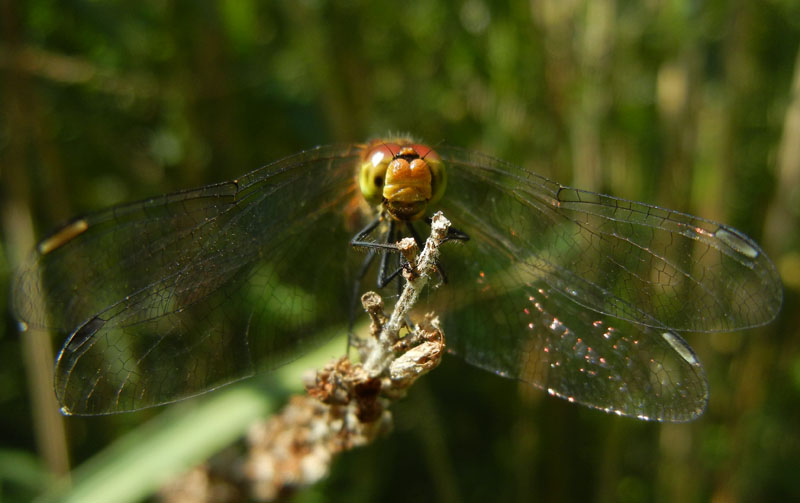 Sympetrum sanguineum....dal Trentino