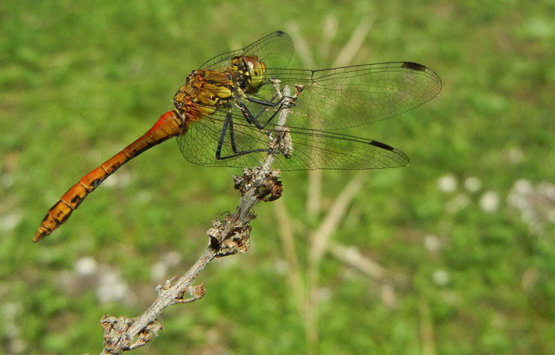 Sympetrum sanguineum....dal Trentino