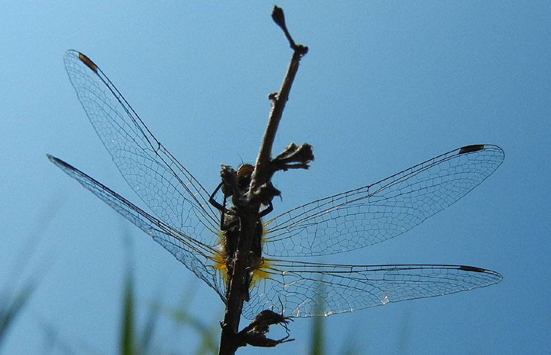 Sympetrum sanguineum....dal Trentino