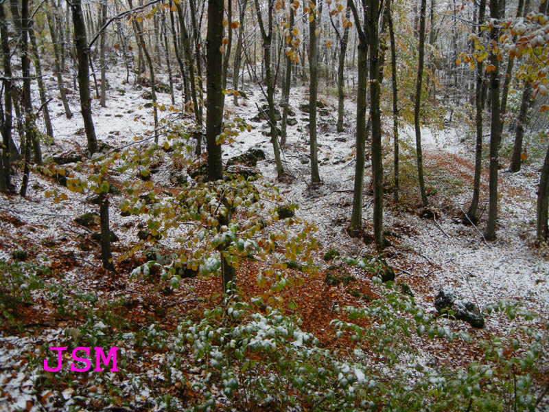 prima passeggiata sulla neve......