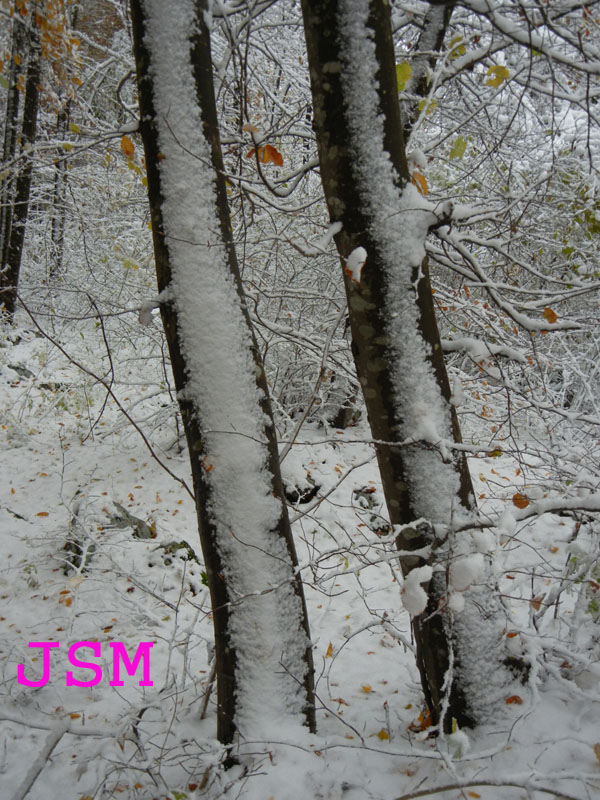 prima passeggiata sulla neve......