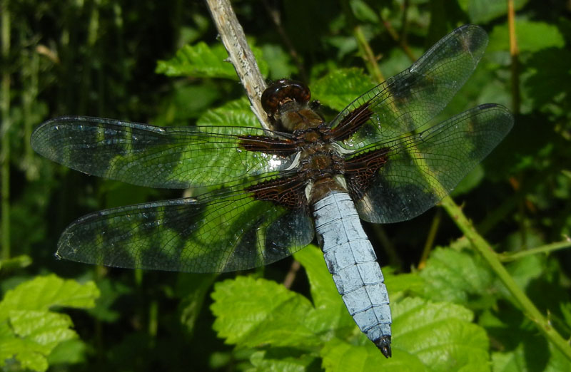 Libellula depressa (maschio).....dal Trentino
