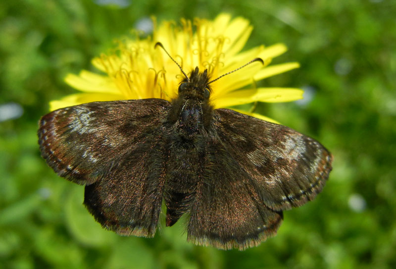 Erynnis tages - Hesperiidae.........dal Trentino