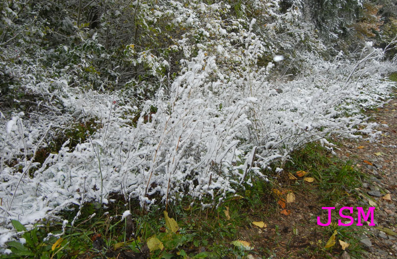 prima passeggiata sulla neve......
