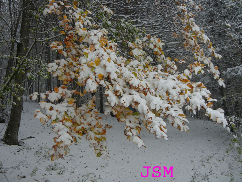 prima passeggiata sulla neve......