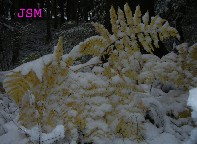 prima passeggiata sulla neve......