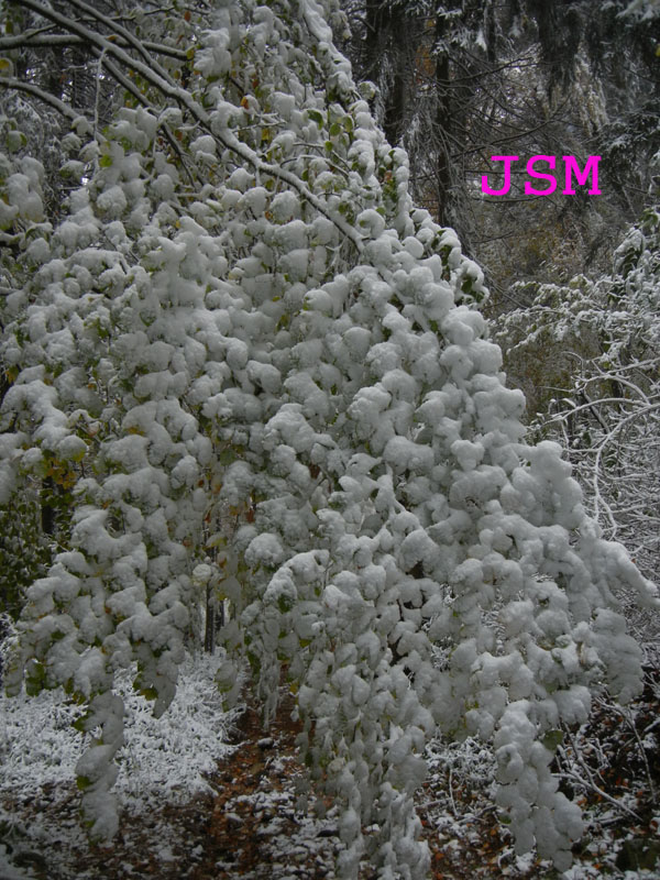 prima passeggiata sulla neve......