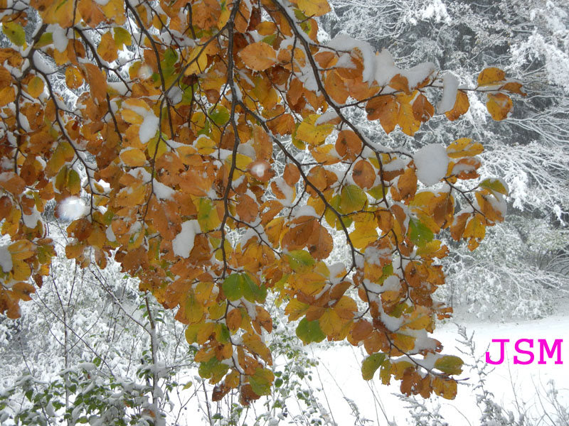 prima passeggiata sulla neve......