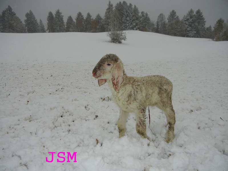 prima passeggiata sulla neve......