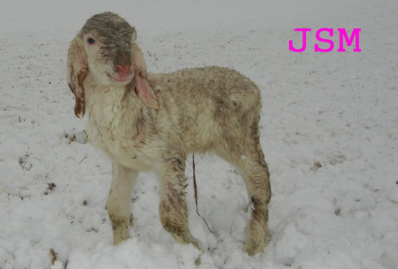 prima passeggiata sulla neve......