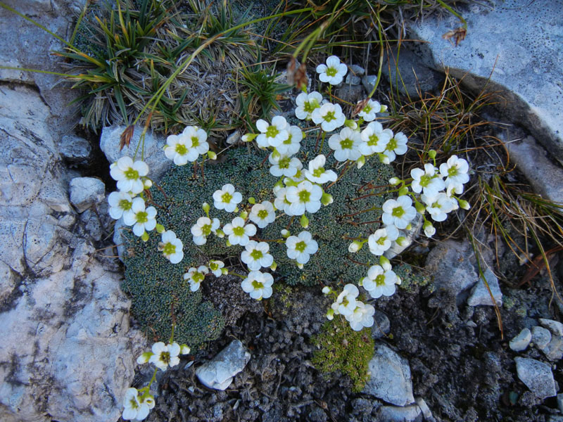 Croda dei Baranci m.2922.....Dolomiti di Sesto