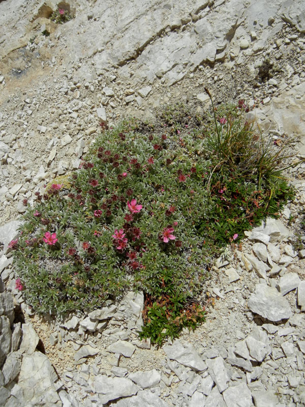 Croda dei Baranci m.2922.....Dolomiti di Sesto