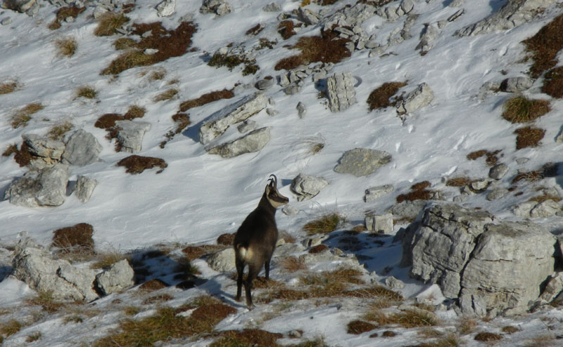 Rupicapra rupicapra.....dal Trentino Alto Adige